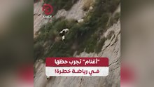 أغنام تجرب حظها في رياضة خطرة!