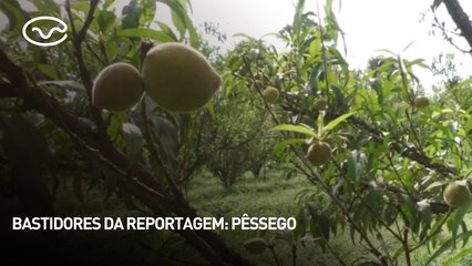 Bastidores da reportagem: Pêssego