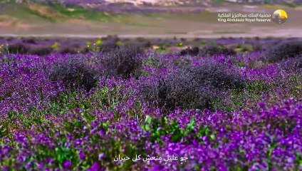"محمية الملك عبدالعزيز" توثق آثار الحِمى في هضبة الصمّان