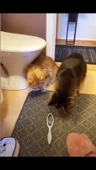 Animals funny and cute_ Part 6