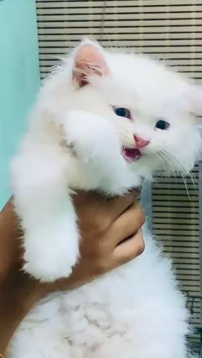 kitten