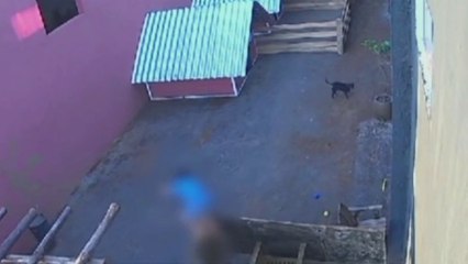Menino de 9 anos invade hospital veterinário e mata 23 animais