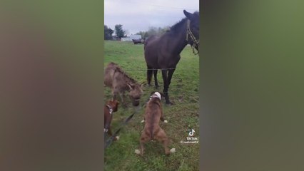 Tải video: Electric fence fiasco: dog's shock meets donkey's delight