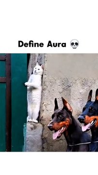 Define Aura German Shepherd #cat #germanshepherd #dog #bloodydog #viralvideos #funnycats #comedy