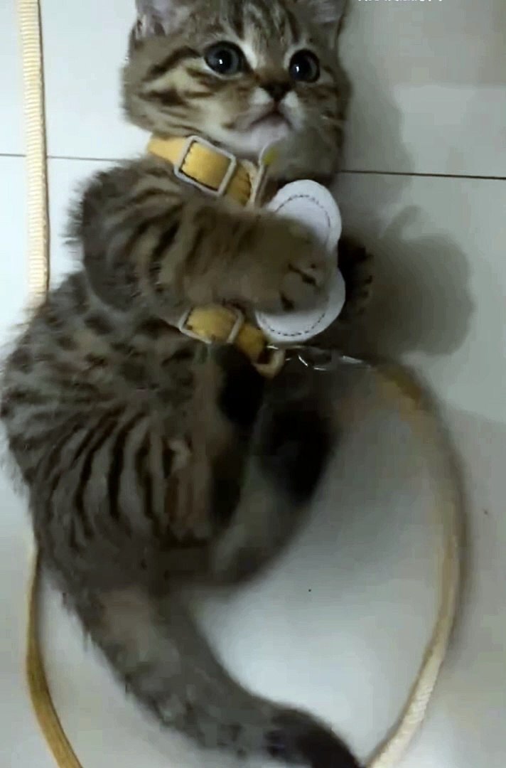 ⁣Funniest animals |  #animals #cuteanimals #funniestanimals #funnyanimals