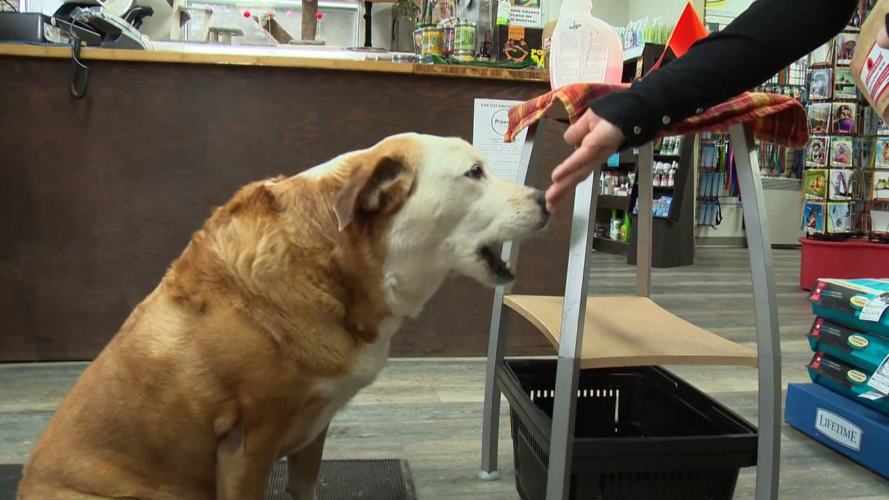 16 oct TOPO LPM reseau protection animaux