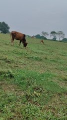 সুন্দর একটা