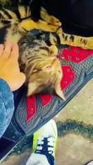 "best cats scaring moments"