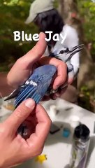 Ini burung Jay biru. Benar-benar tangguh, sangat teritorial, suka kacang tanah.