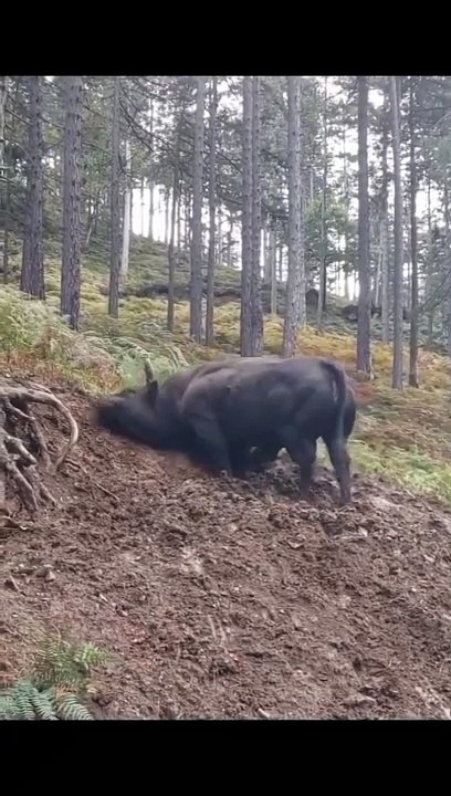 bulldozer in real life