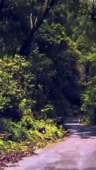 Arunachal Pradesh 3kilo vlg