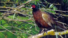 The Pheasant: Close Up HD Footage (Phasianus colchicus)