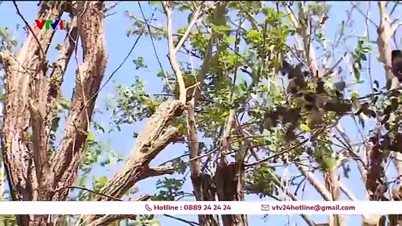 Sự hồi sinh của những làng hoa sau mưa lũ - VTV24