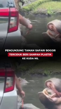 Pengunjung Taman Safari Bogor Terciduk Beri Sampah Plastik ke Kuda Nil
