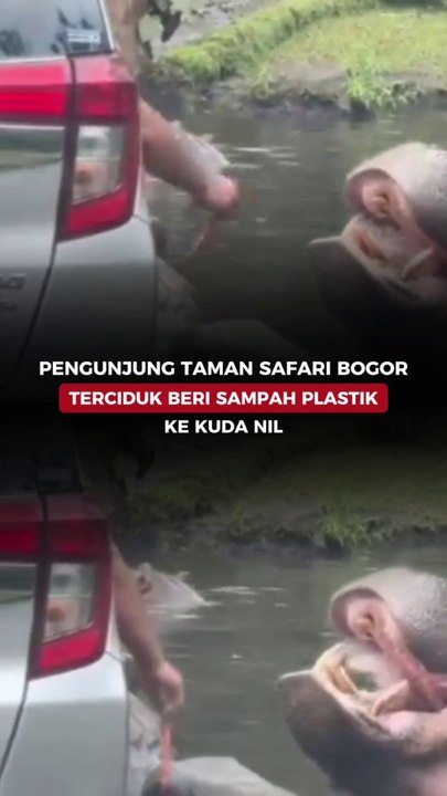 Pengunjung Taman Safari Bogor Terciduk Beri Sampah Plastik ke Kuda Nil
