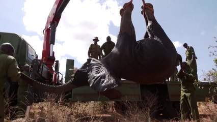 케냐 국립공원 포화...대규모 코끼리 수송 작전 [나우쇼츠] / YTN