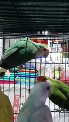 Variety of Birds to be sold#news#facts