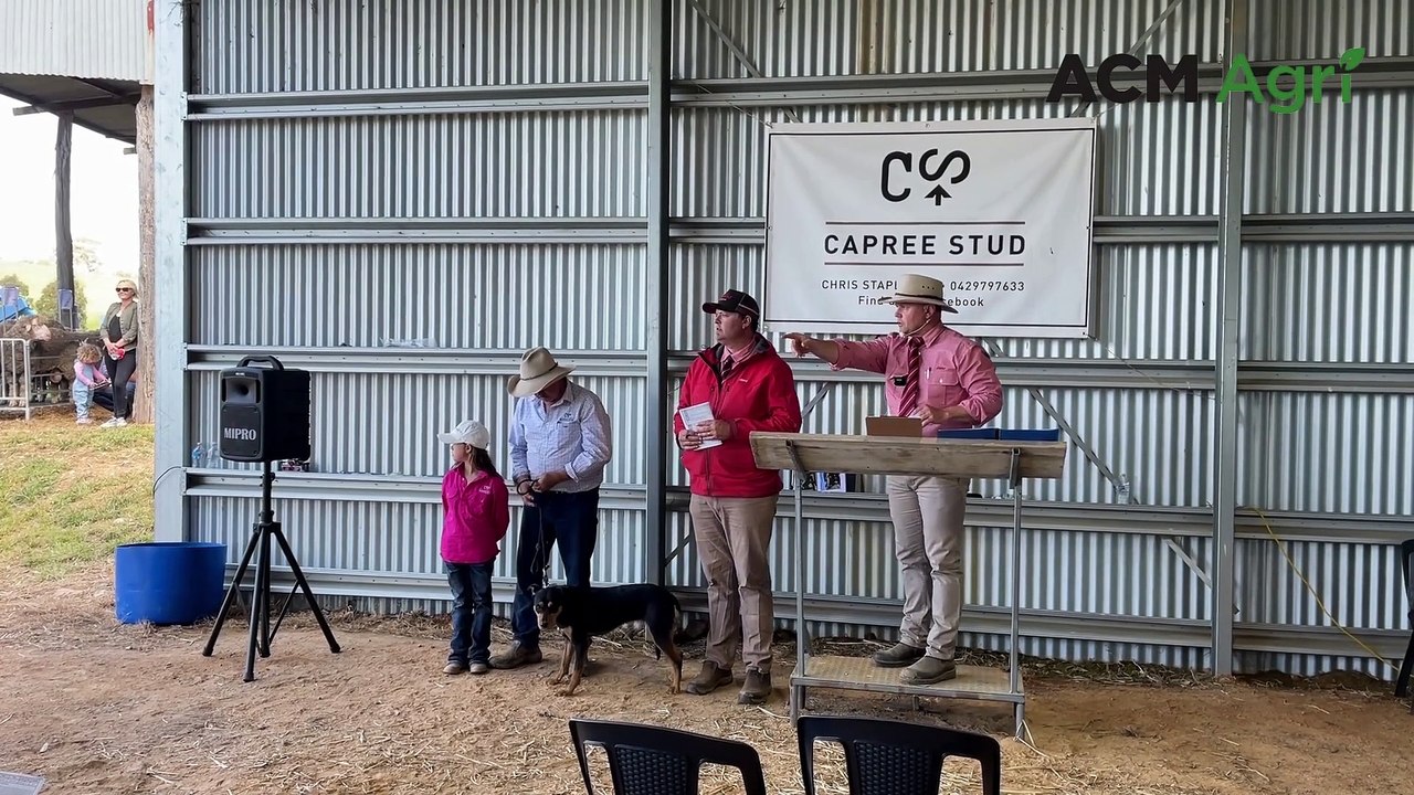 Working dog leads the pack at Capree onproperty sale October 17