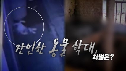[영상] 고양이 학대하고 죽은 말 방치...동물 학대 처벌은? / YTN