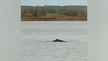 Une baleine à bosse aperçue dans l’estuaire de la Seine