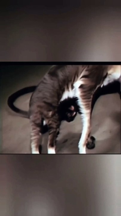 Scary Cat
