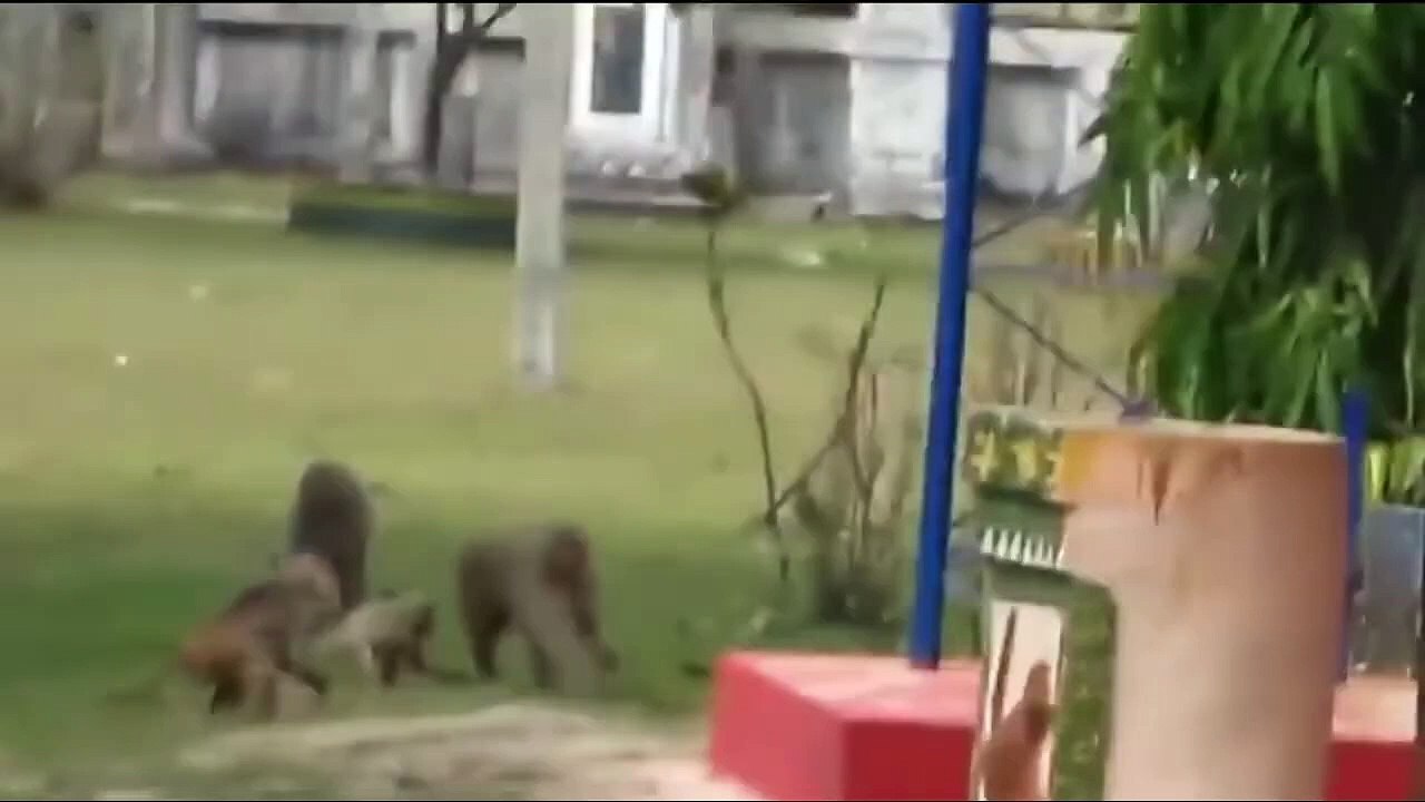 Funniest Animals - Cute Cats and Dogs Funny Videos Compilation -- Animal Gags