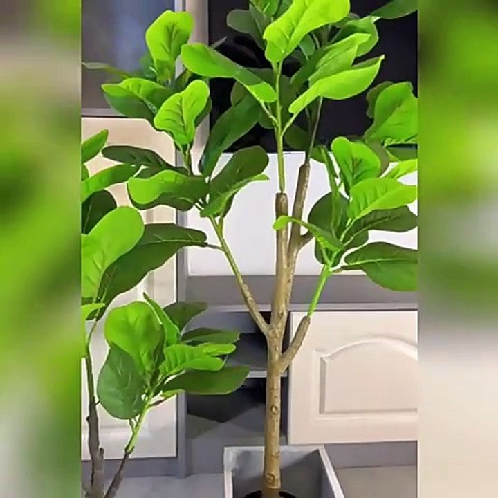 Mua cây bàng Singapore giả giá tốt, giống thật 90%, đảm bảo chất lượng, vận chuyển toàn quốc