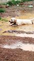 Dog Enjoys Playing in Mud And Makes Mess