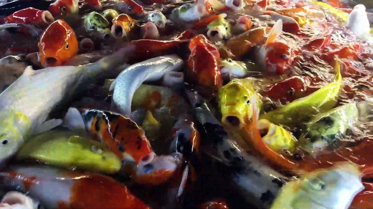 18485972-uhd_3840_2160_30fps