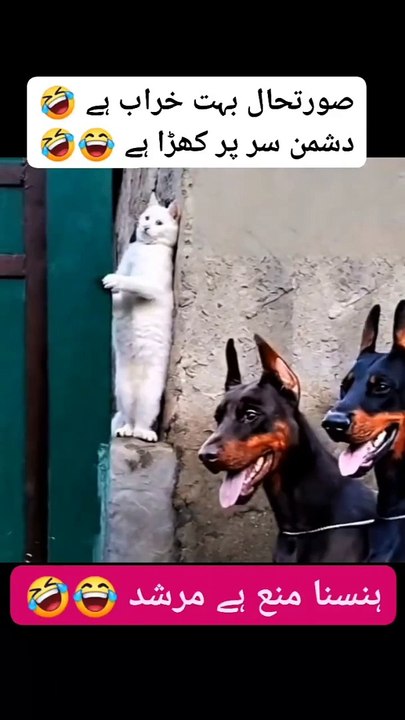 Funy 2