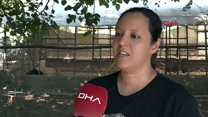 İş bulamayınca kurduğu manda çiftliğinin patronu oldu