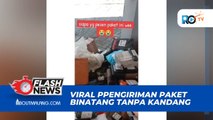 HEBOH PAKET AYAM TANPA KANDANG USAI VIRAL PAKET ULAR TANPA VIVARIUM