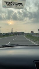 cartoon bebek tractor tiktok jcb sapi kucing lucu