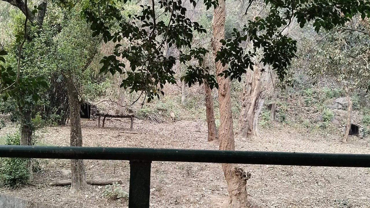 lions 