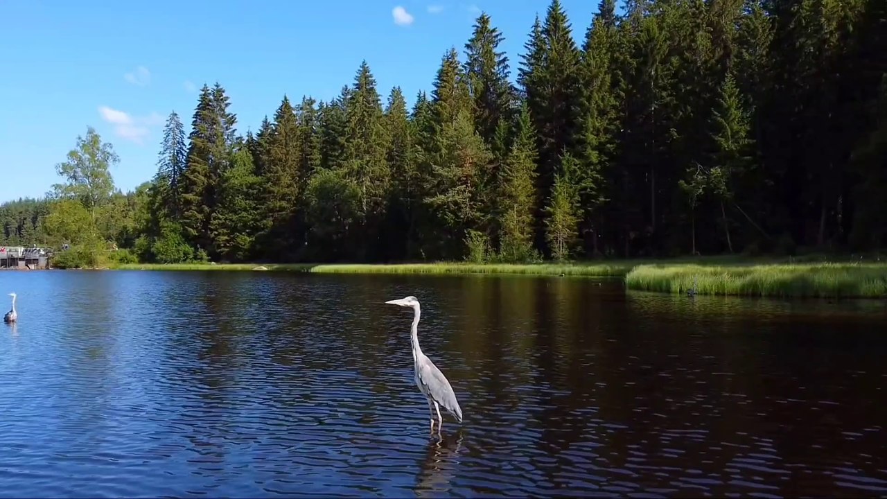 Âm nhạc thư giãn trị liệu với cảnh đẹp nhân gian - Ngọt ngào rì rào cùng mùa thu