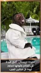 القردة كريستال.. أغنى قردة في العالم وثروتها تتجاوز ثروة كل فنانين العرب