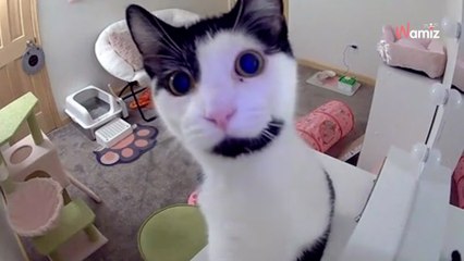 Owner speaks to cat for first time through pet cam; his reaction is hilarious