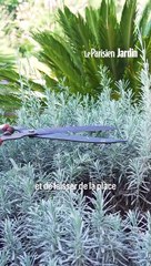 Comment et quand bien tailler la lavande ?