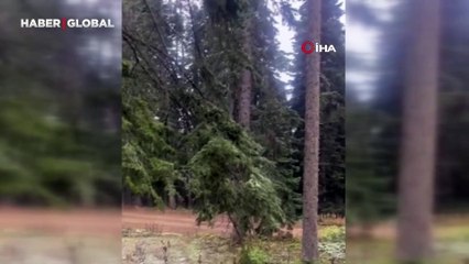 Kar yüzünü gösterdi: Ilgaz Dağı'nda yağış başladı