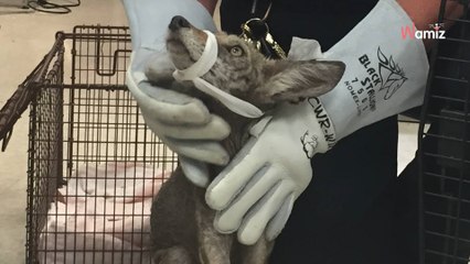 Elle trouve un chien affamé, le regarde de plus près et comprend qu'elle s'est trompée sur toute la ligne !