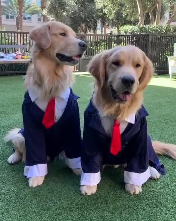 Dogs Cosplay as Office Workers