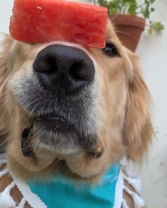 Dog Balances Piece of Watermelon on His Nose Before Eating it video