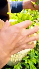 Chinese TikTok-DIY Magic: Create Something Amazing