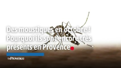 Des moustiques en octobre ! Pourquoi ils sont encore très présents en Provence