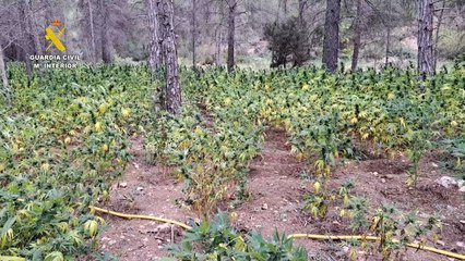 Download Video: Operación 'Shikoni'. Fuente: Guardia Civil.