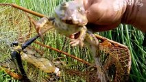 THĂM DỚN QUÁ MAY MẮN .DÍNH RÙA VÀNG QUÝ HIẾM ĐỘC LẠ   CATCHING RARE GOLDEN TURTLE