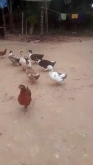 video_