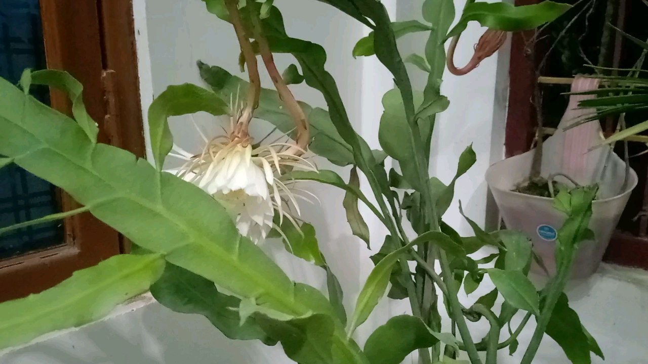 king of Flower video Dailymotion