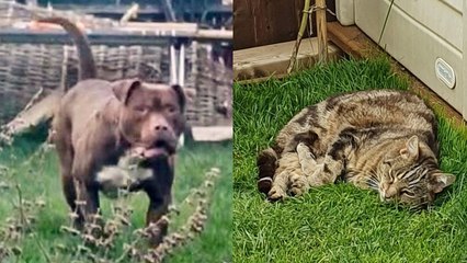 "An XL Bully broke into my garden and killed our cat"