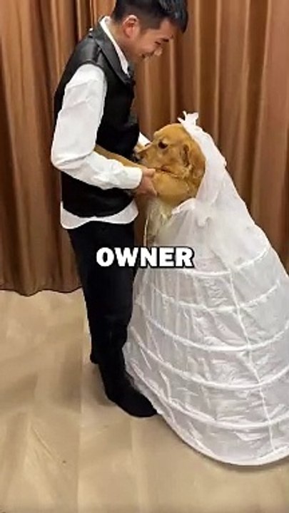 DOG MARRIAGE! #pets #doglover #funny #animalstories #cute #dogs
